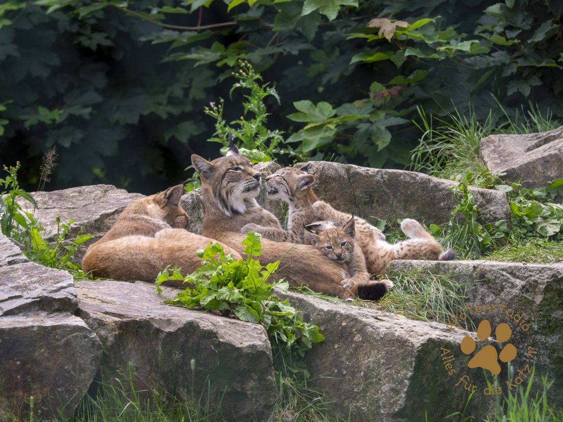 Europ_ischer_Luchs_7070043-2