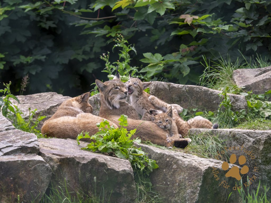 Europ_ischer_Luchs_7070045-2