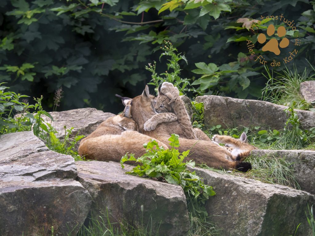 Europ_ischer_Luchs_7070058-2