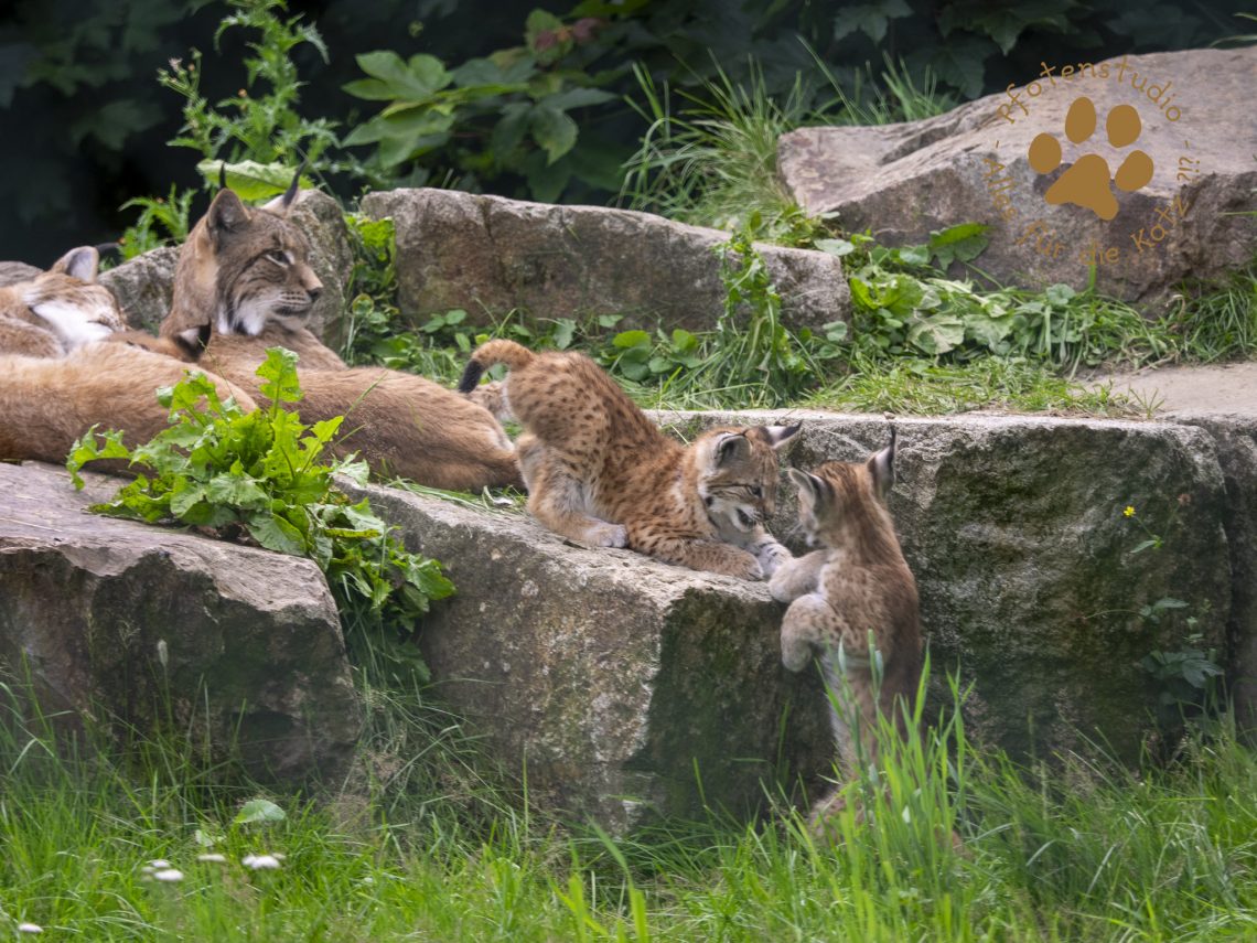 Europ_ischer_Luchs_7070084-2