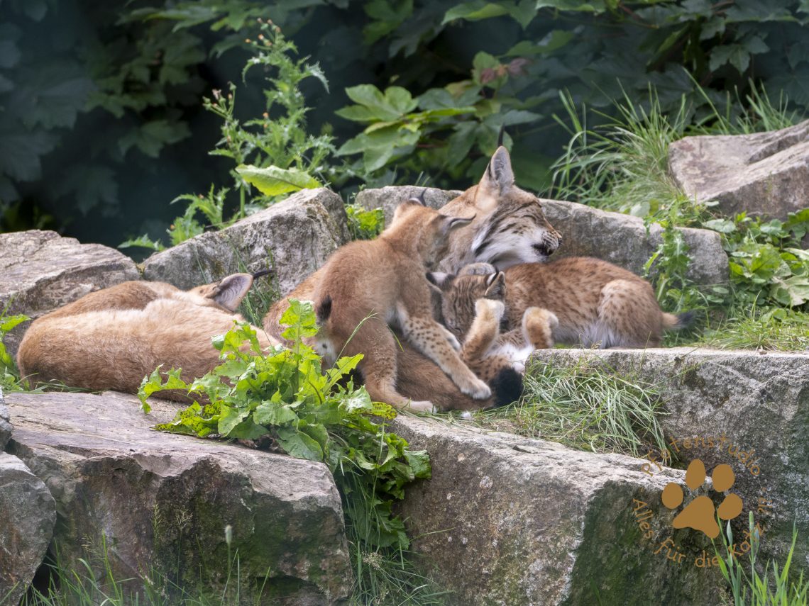 Europ_ischer_Luchs_7070140
