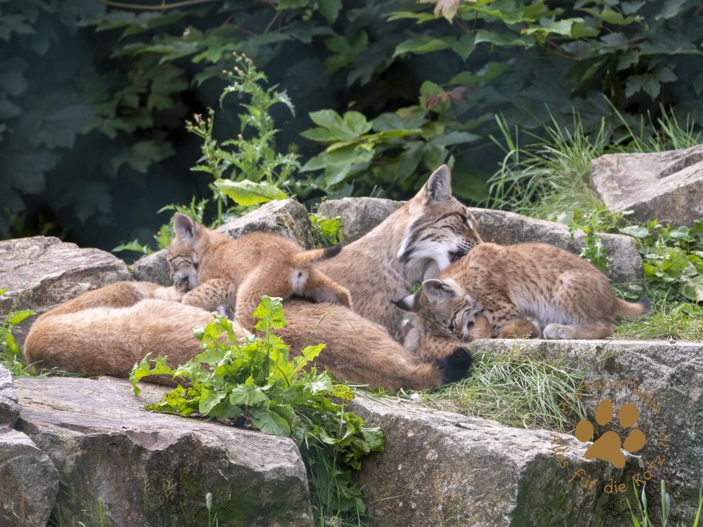 Europ_ischer_Luchs_7070143