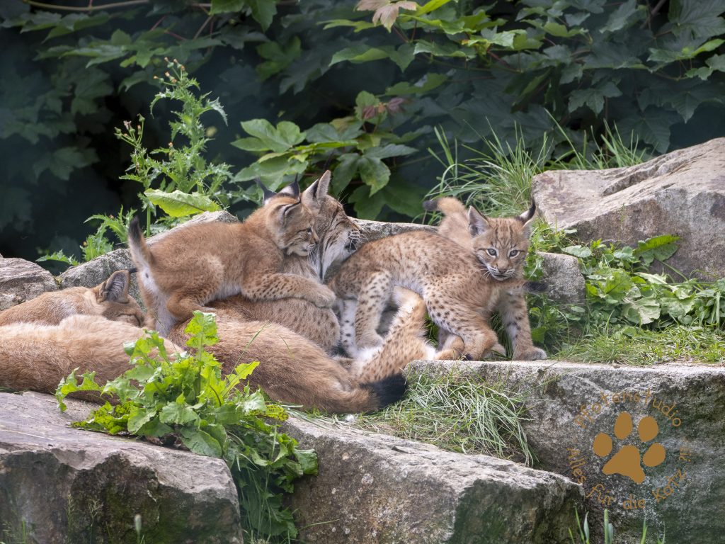Europ_ischer_Luchs_7070146