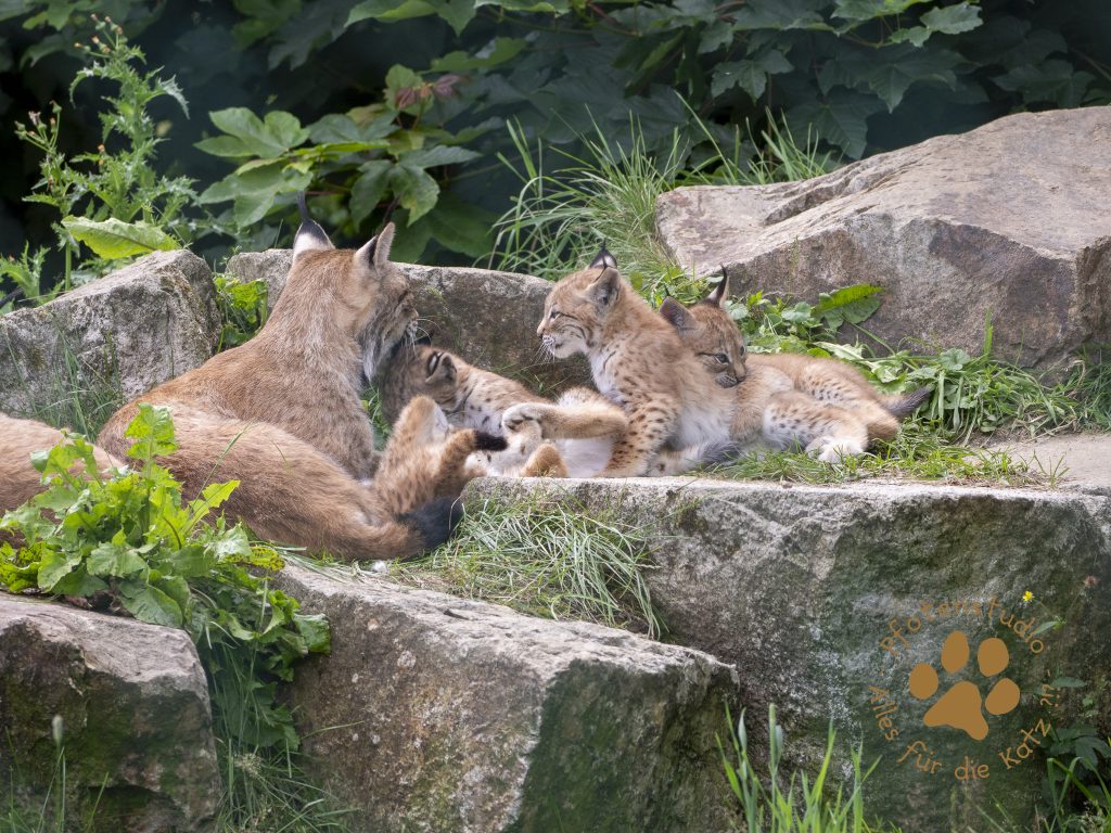 Europ_ischer_Luchs_7070148