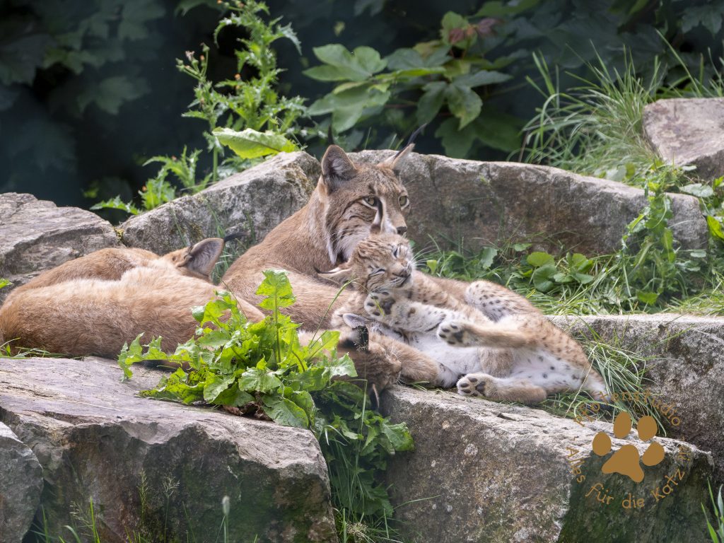 Europ_ischer_Luchs_7070185