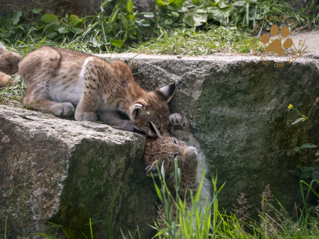 Europ_ischer_Luchs_7070196