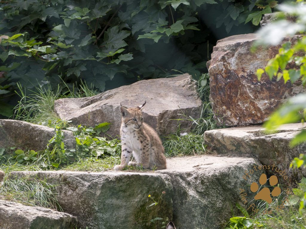 Europ_ischer_Luchs_7070198