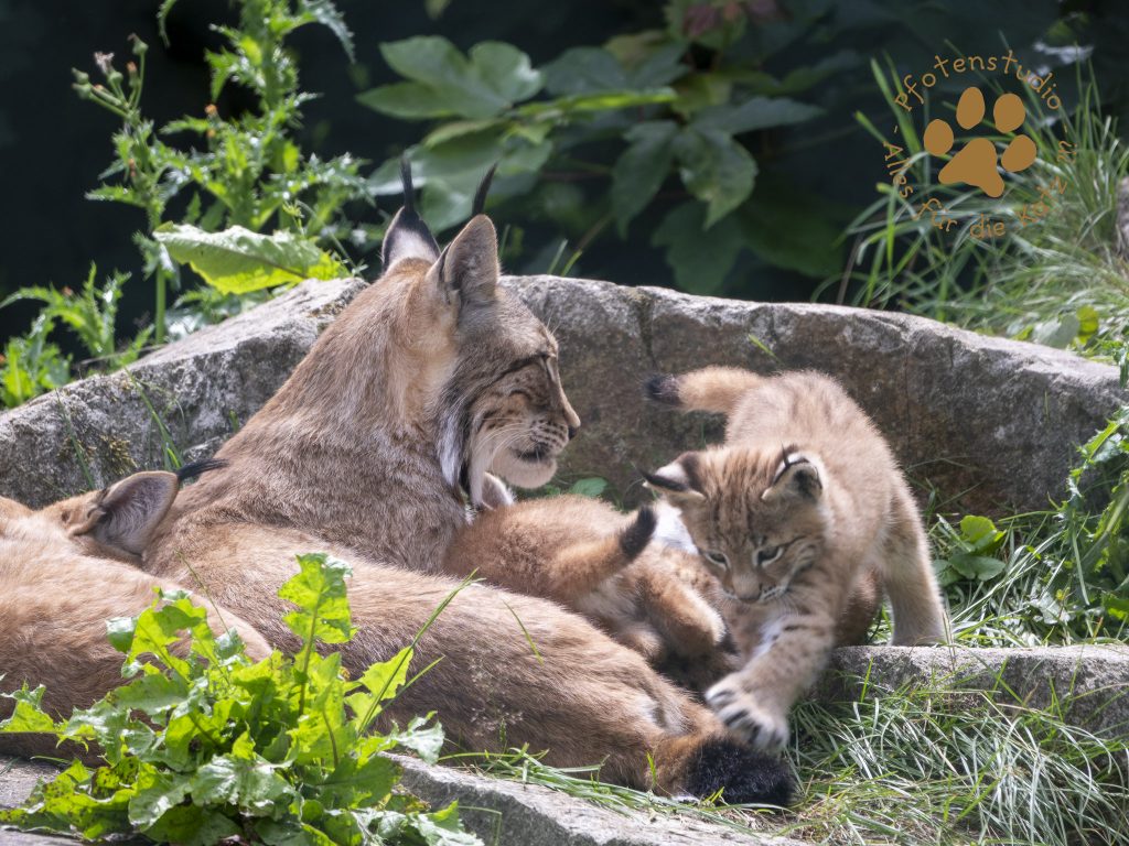 Europ_ischer_Luchs_7070207