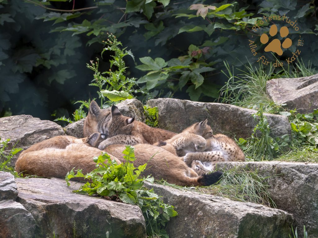 Europ_ischer_Luchs_7070215