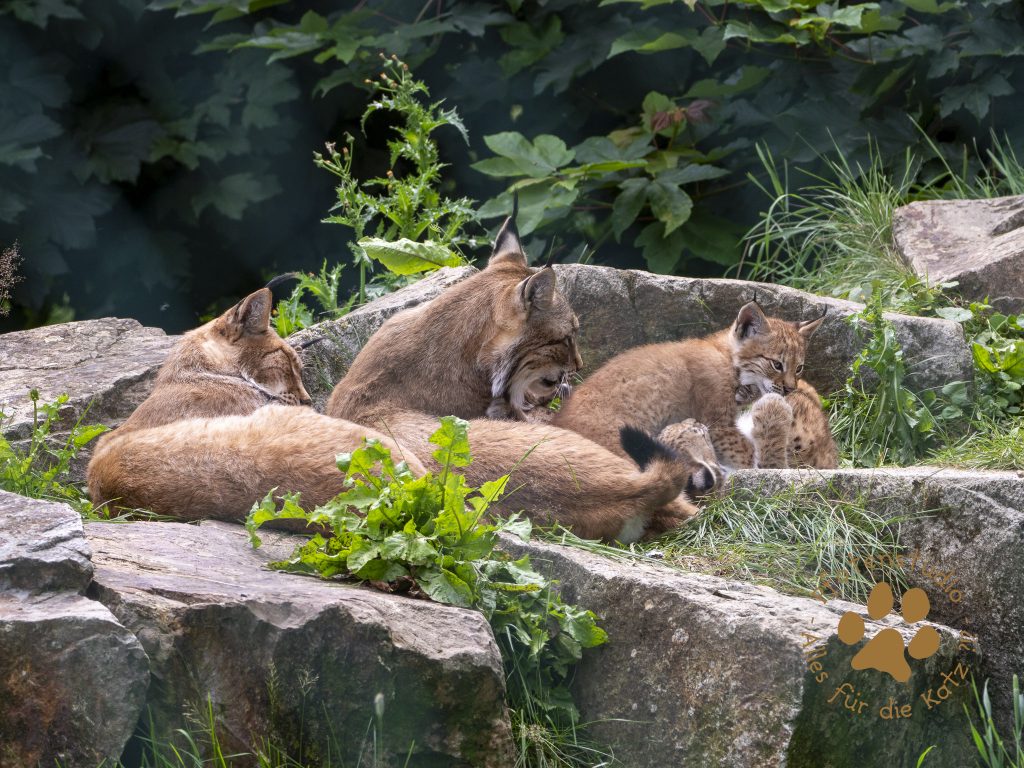 Europ_ischer_Luchs_7070227
