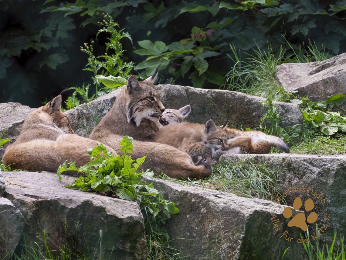 Europ_ischer_Luchs_7070293