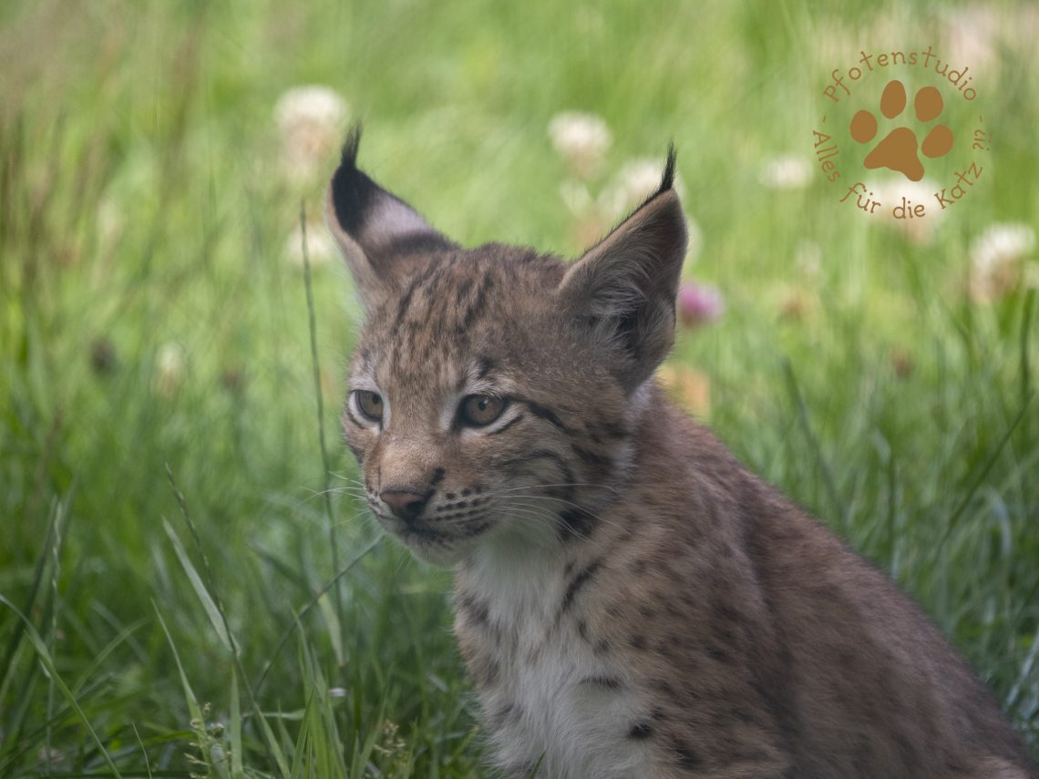 Europ_ischer_Luchs_7070319