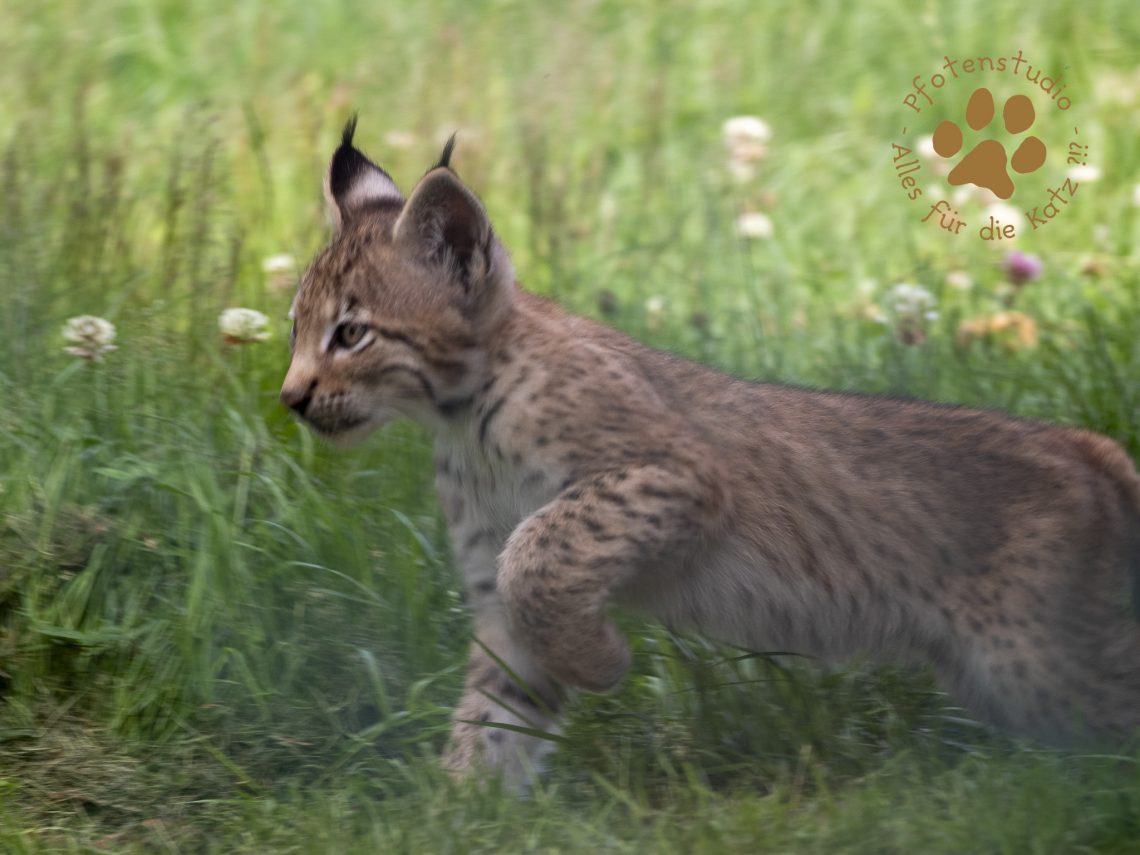 Europ_ischer_Luchs_7070324