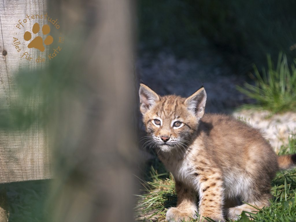 Europ_ischer_Luchs_7070350