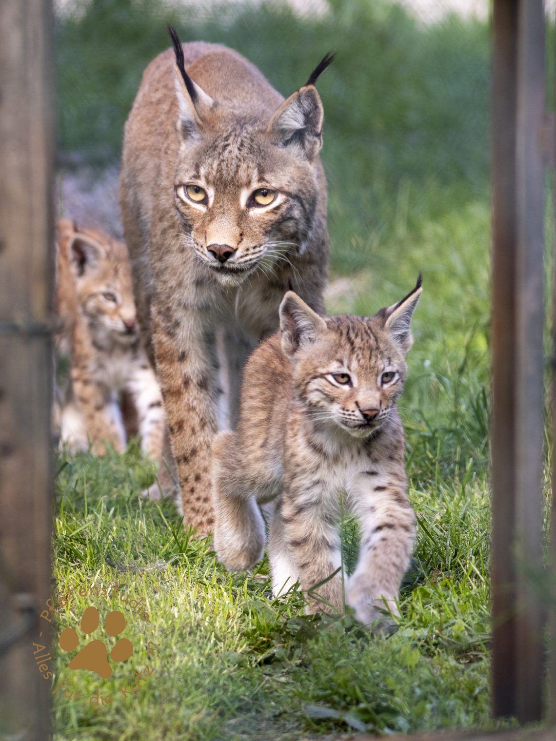 Europ_ischer_Luchs_7070362
