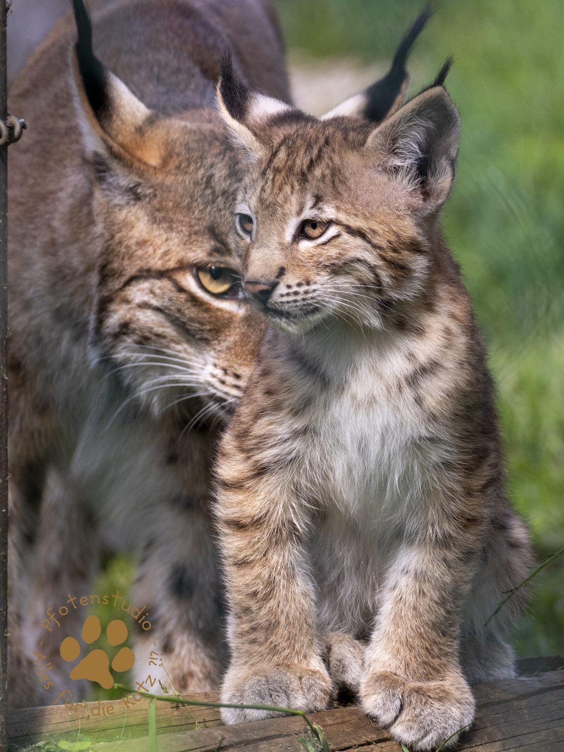 Europ_ischer_Luchs_7070370