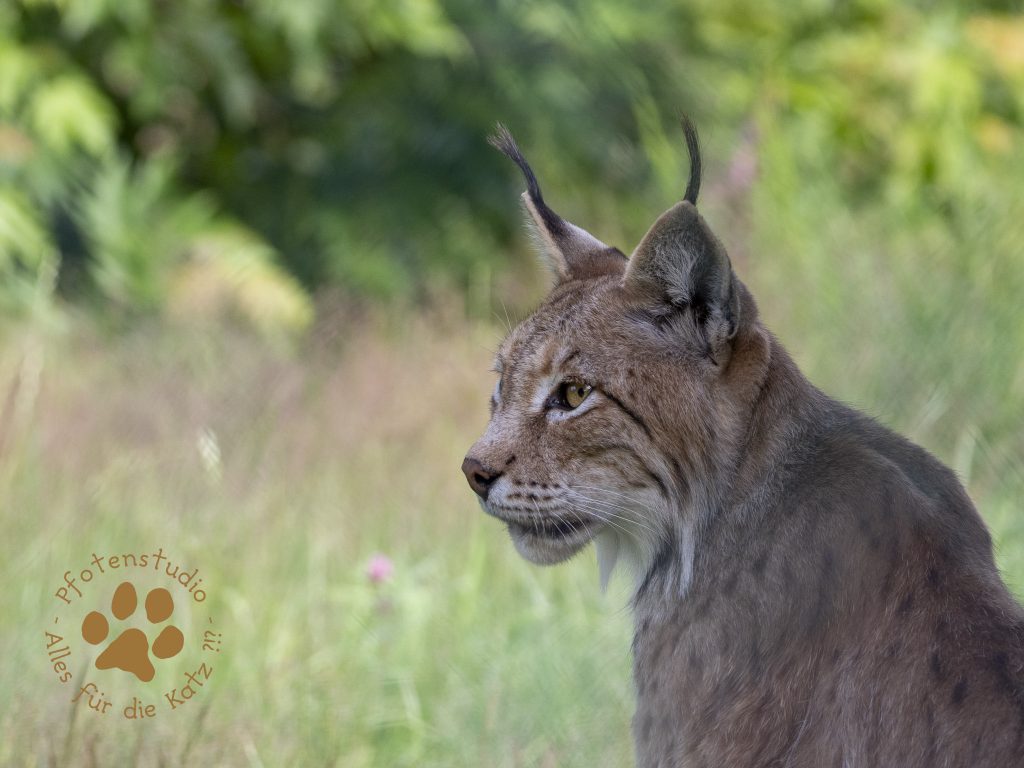 Europ_ischer_Luchs_7070391