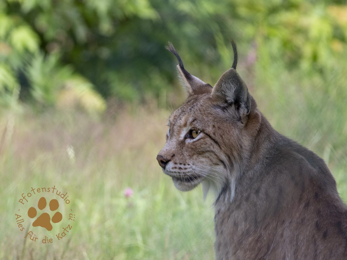 Europ_ischer_Luchs_7070391