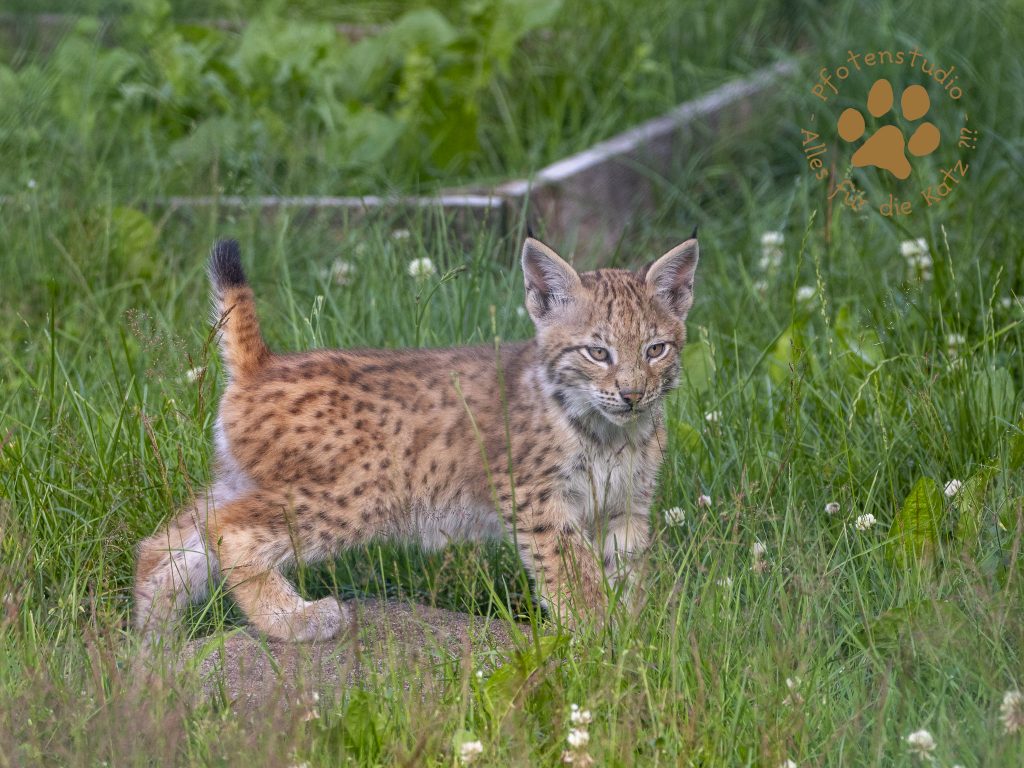 Europ_ischer_Luchs_7070395