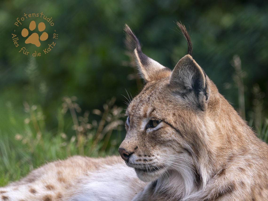 Europ_ischer_Luchs_7070426