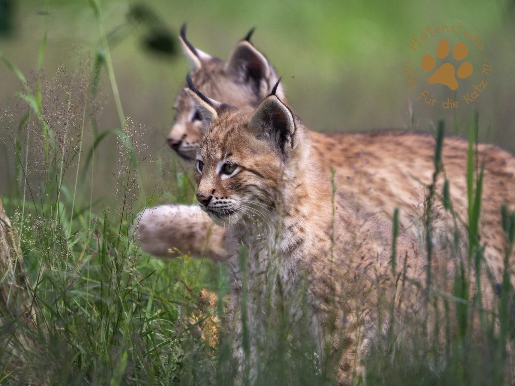 Europ_ischer_Luchs_7070455