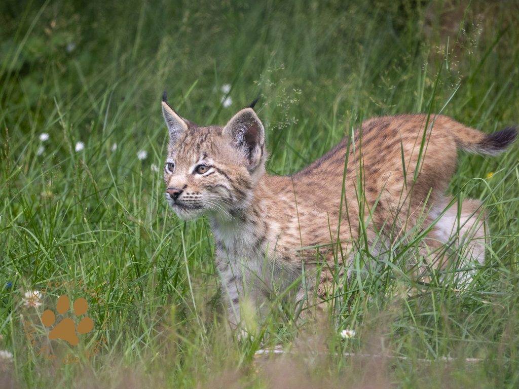 Europ_ischer_Luchs_7070457