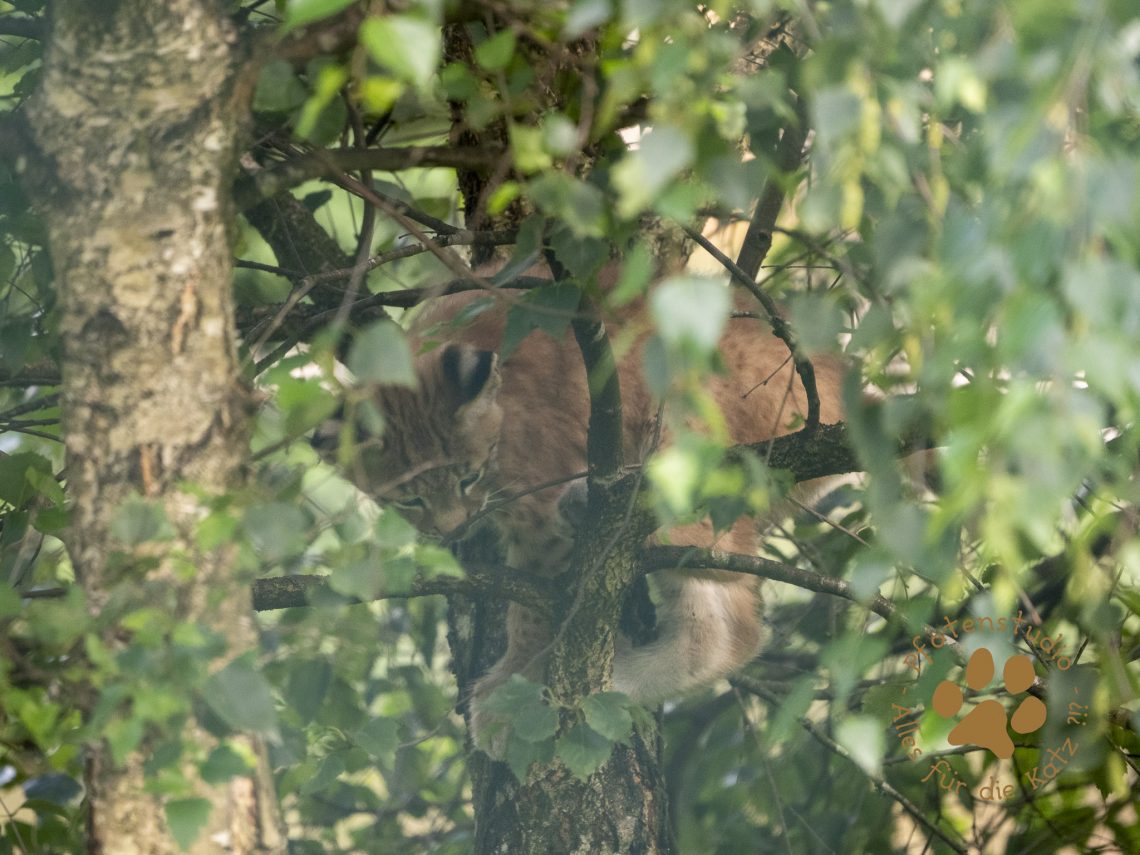Europ_ischer_Luchs_7070479