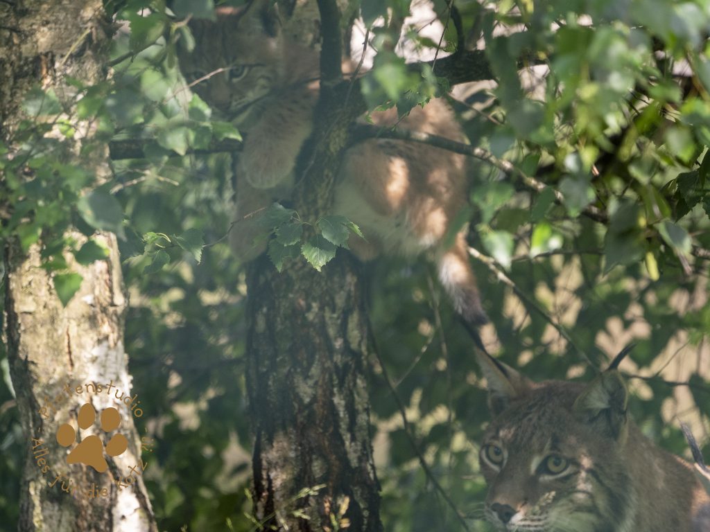 Europ_ischer_Luchs_7070489