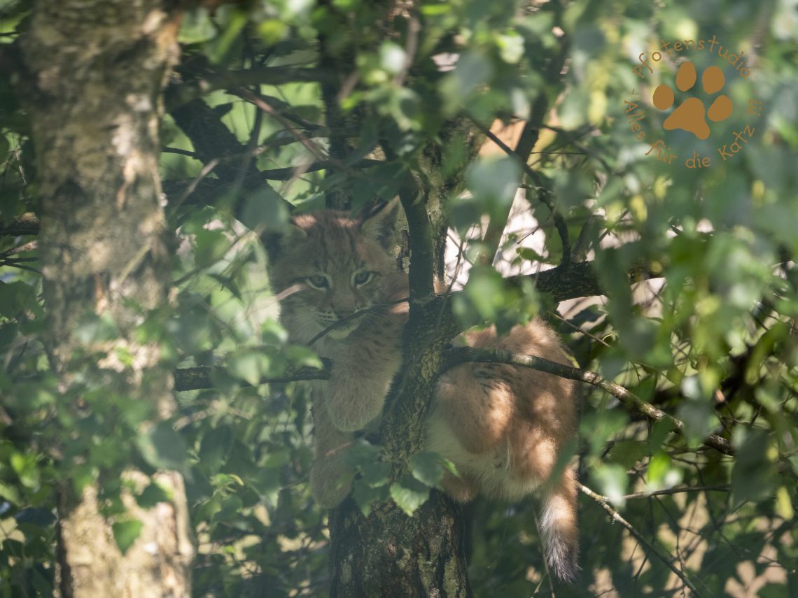 Europ_ischer_Luchs_7070491