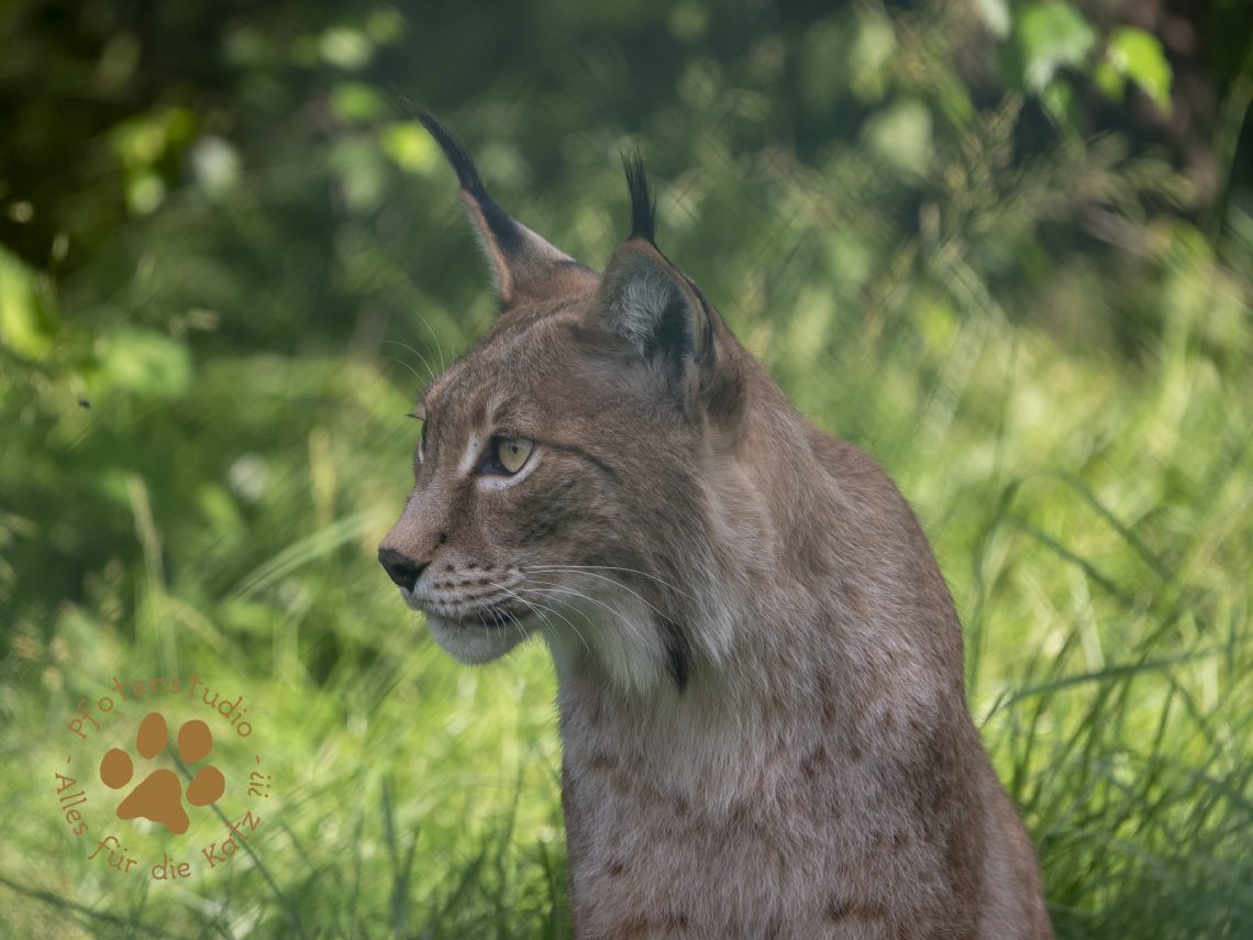 Europ_ischer_Luchs_7070511