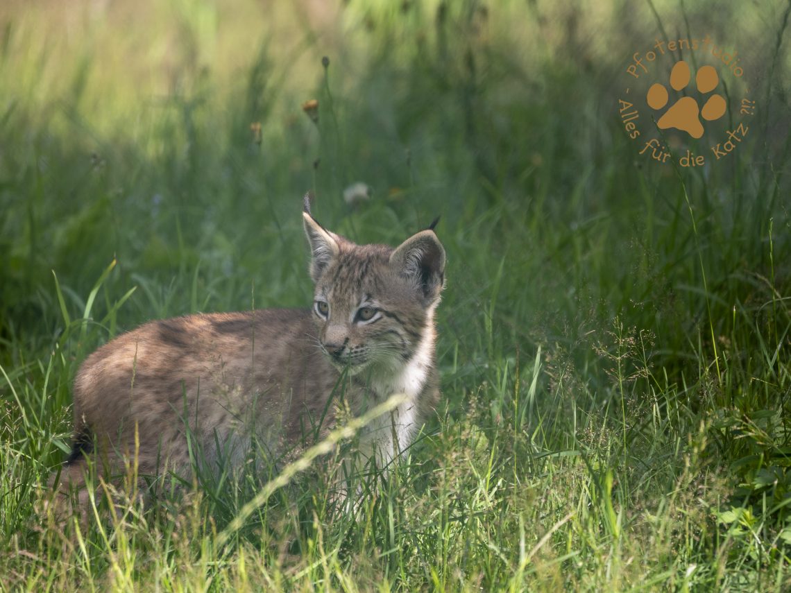 Europ_ischer_Luchs_7070545