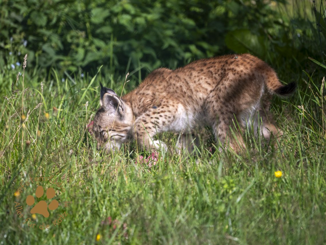 Europ_ischer_Luchs_7070550