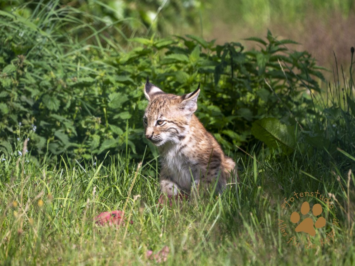 Europ_ischer_Luchs_7070587