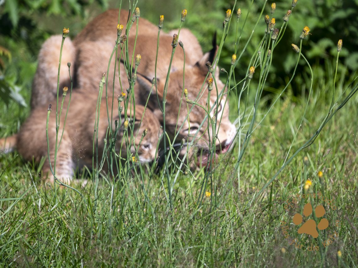 Europ_ischer_Luchs_7070638