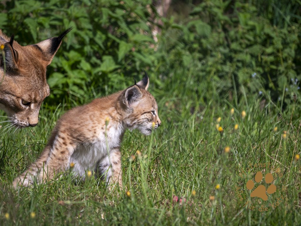 Europ_ischer_Luchs_7070662