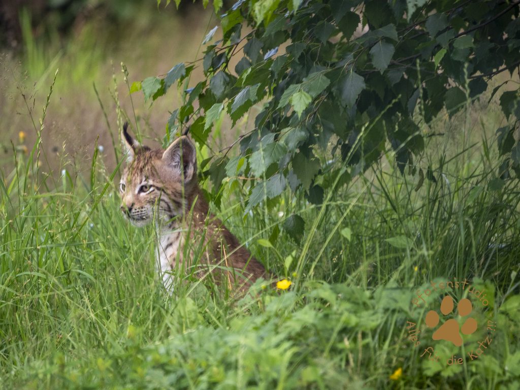 Europ_ischer_Luchs_7070667