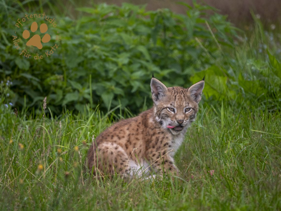 Europ_ischer_Luchs_7070772
