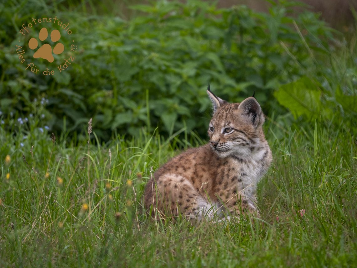 Europ_ischer_Luchs_7070780