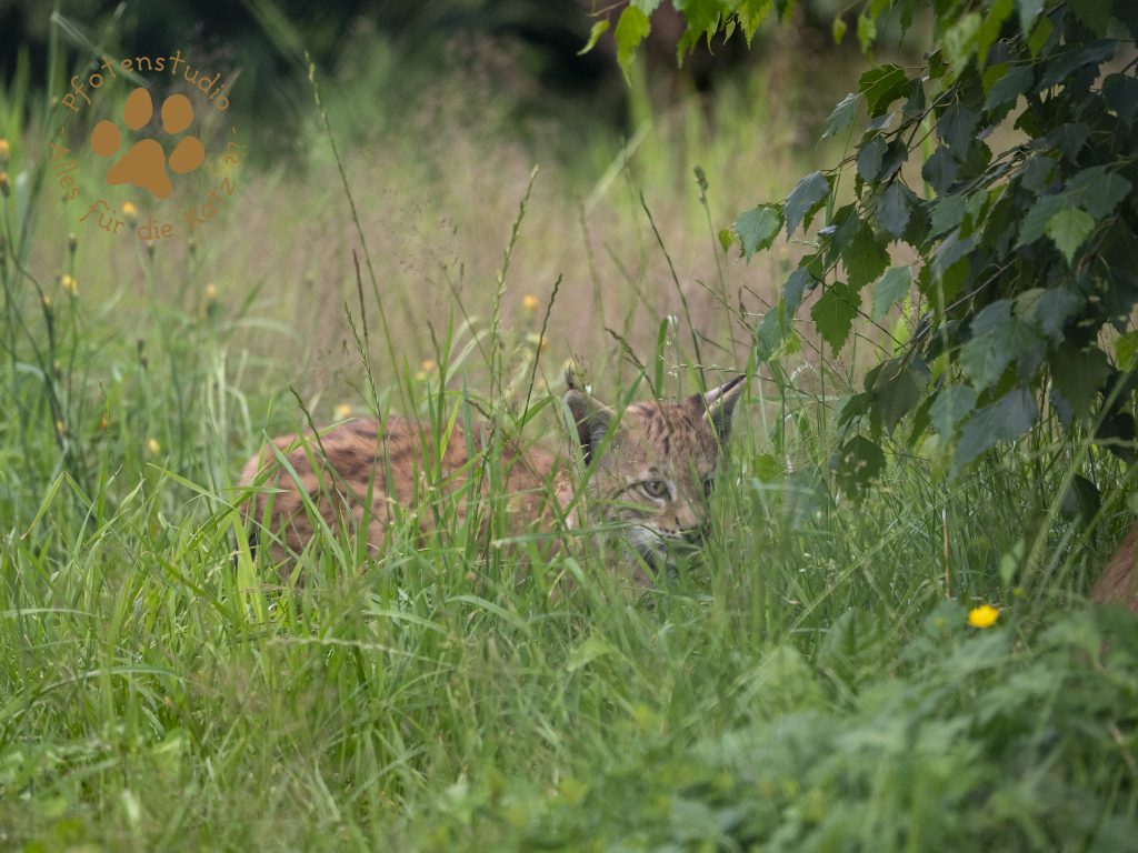 Europ_ischer_Luchs_7070791
