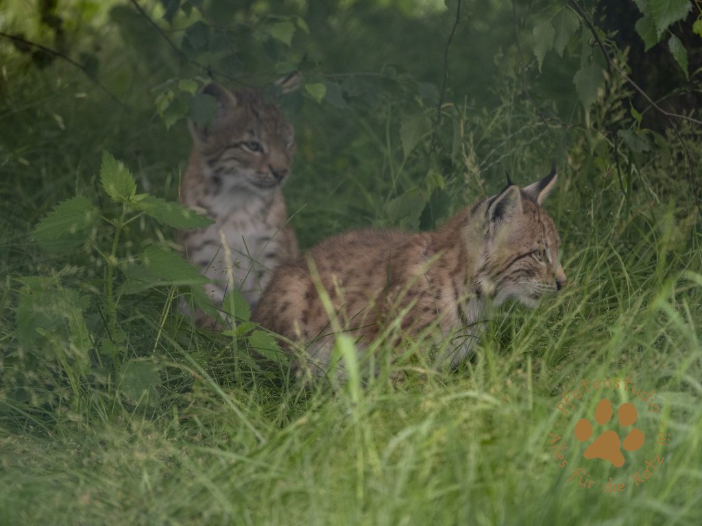 Europ_ischer_Luchs_7070803