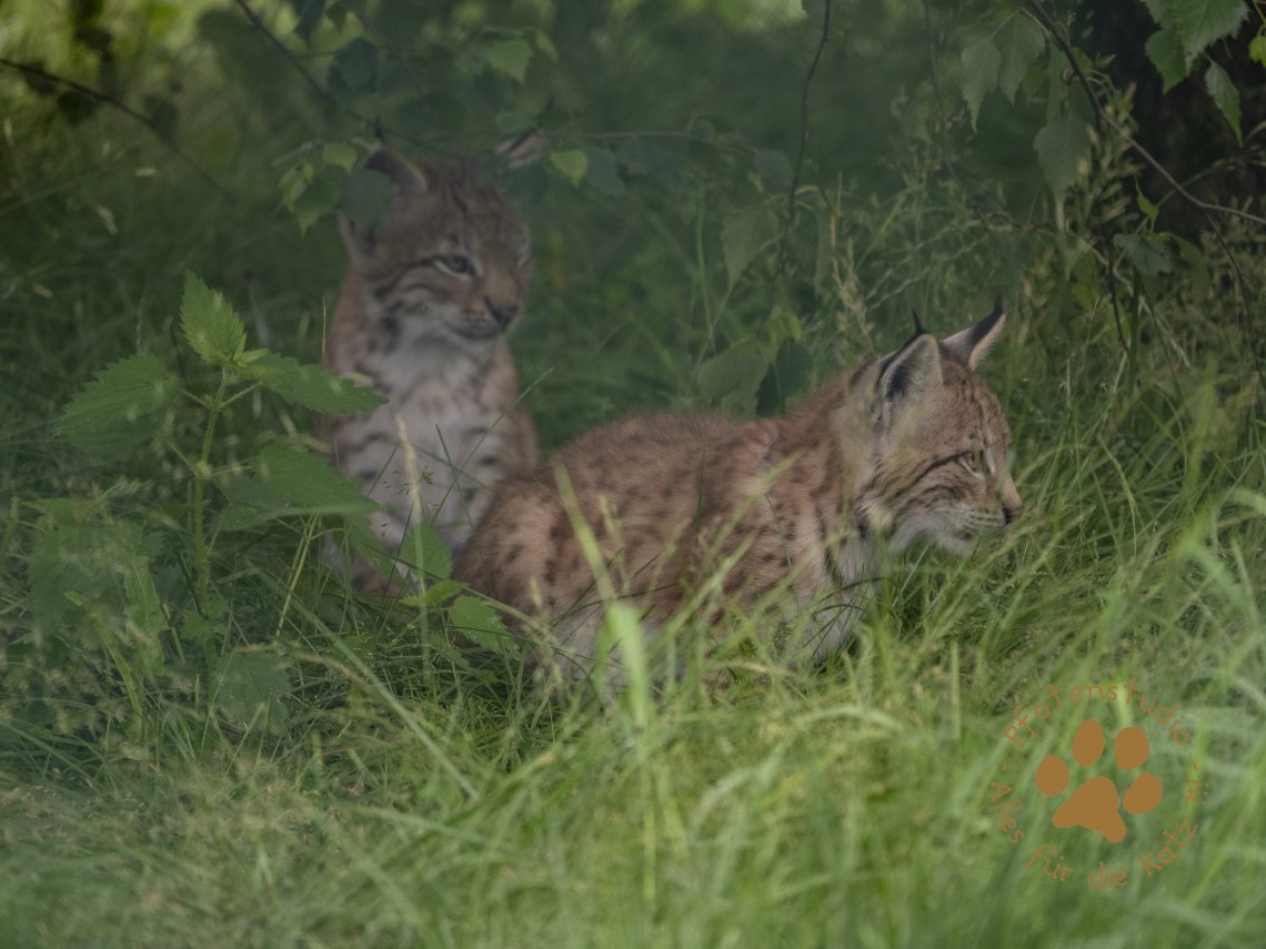 Europ_ischer_Luchs_7070803