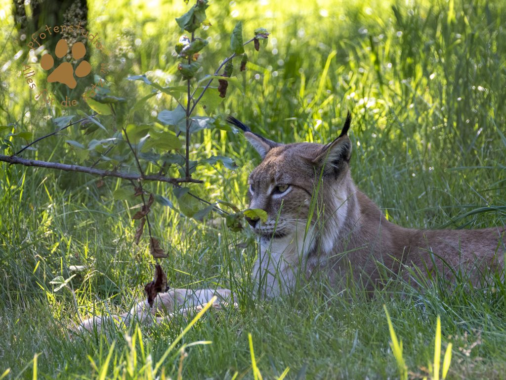 Europ_ischer_Luchs_7090318