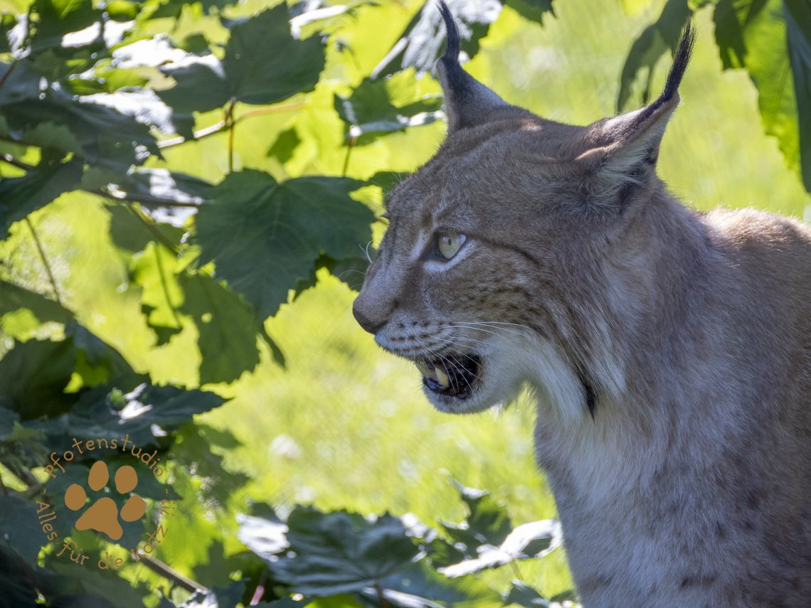 Europ_ischer_Luchs_7090495