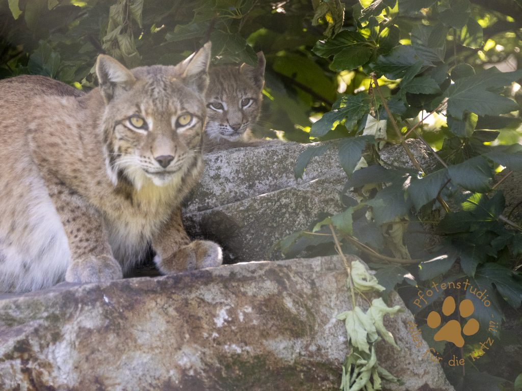 Europ_ischer_Luchs_7090697