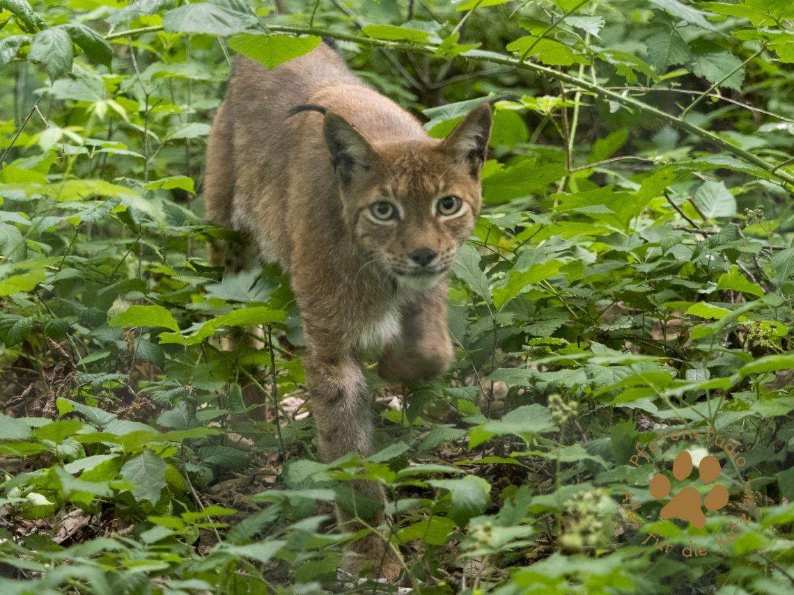 Europ_ischer_Luchs_7110106