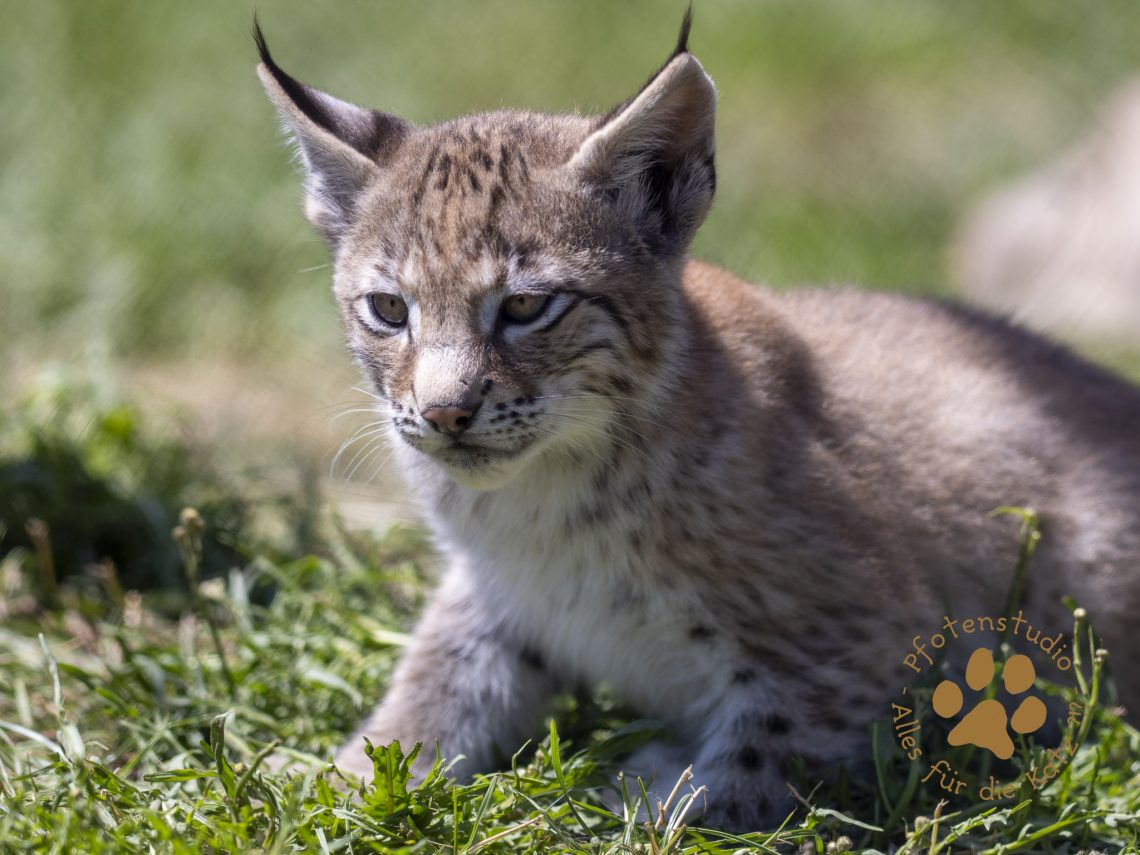 Europ_ischer_Luchs_7120022