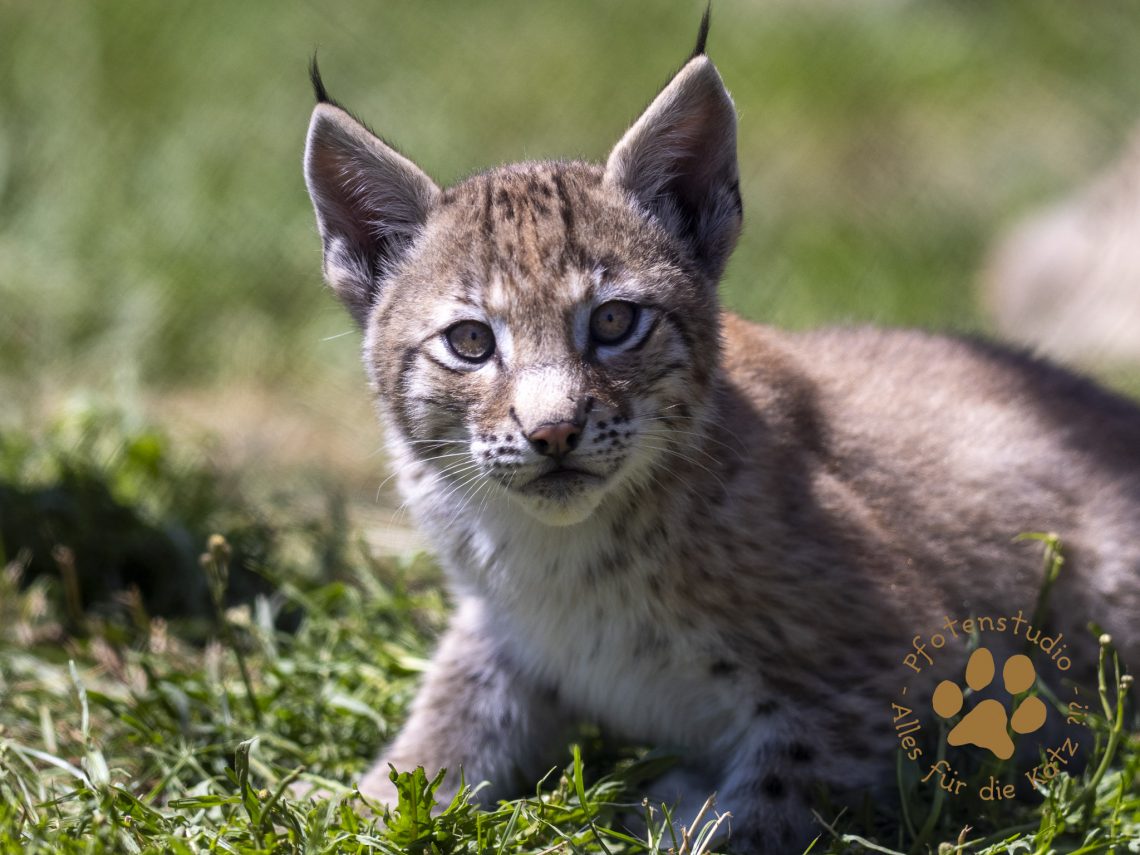 Europ_ischer_Luchs_7120024