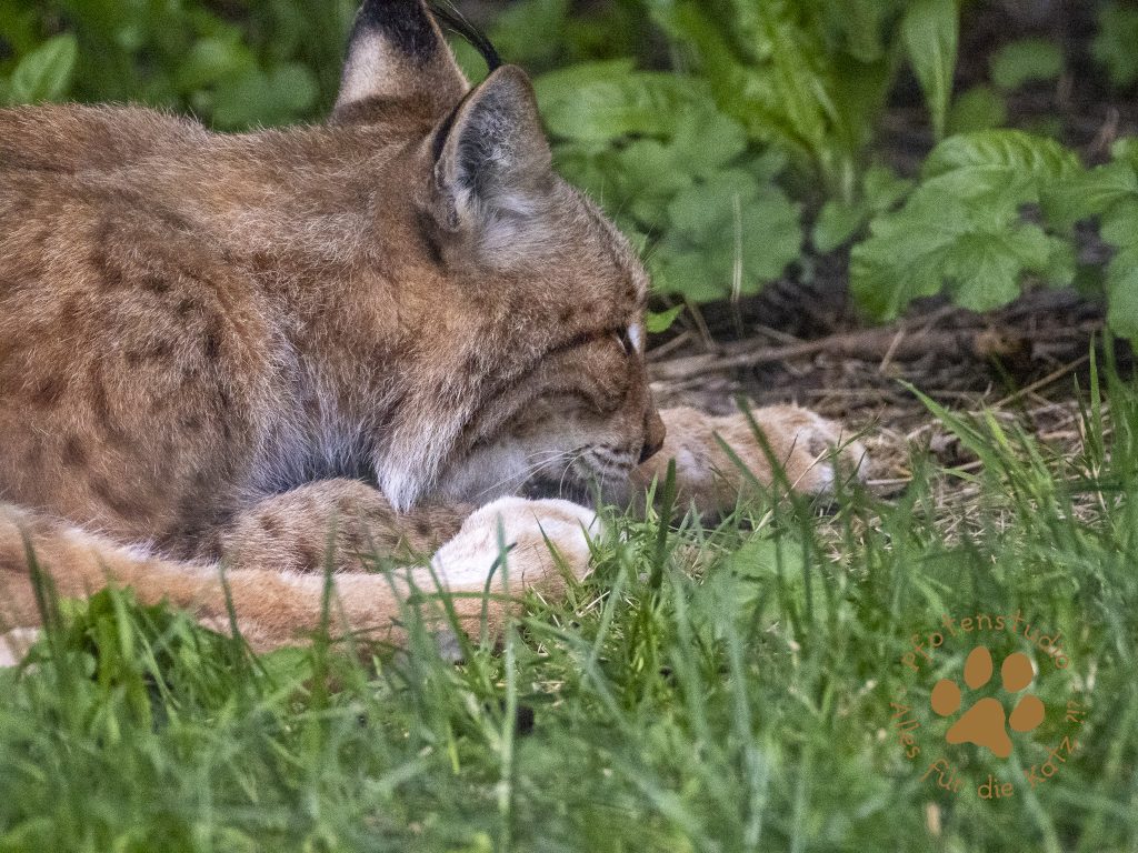 Europ_ischer_Luchs_7130047-2