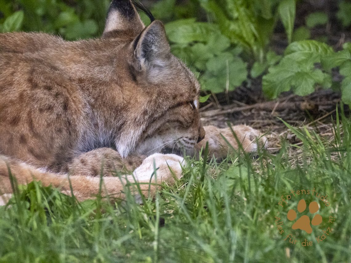 Europ_ischer_Luchs_7130047-2