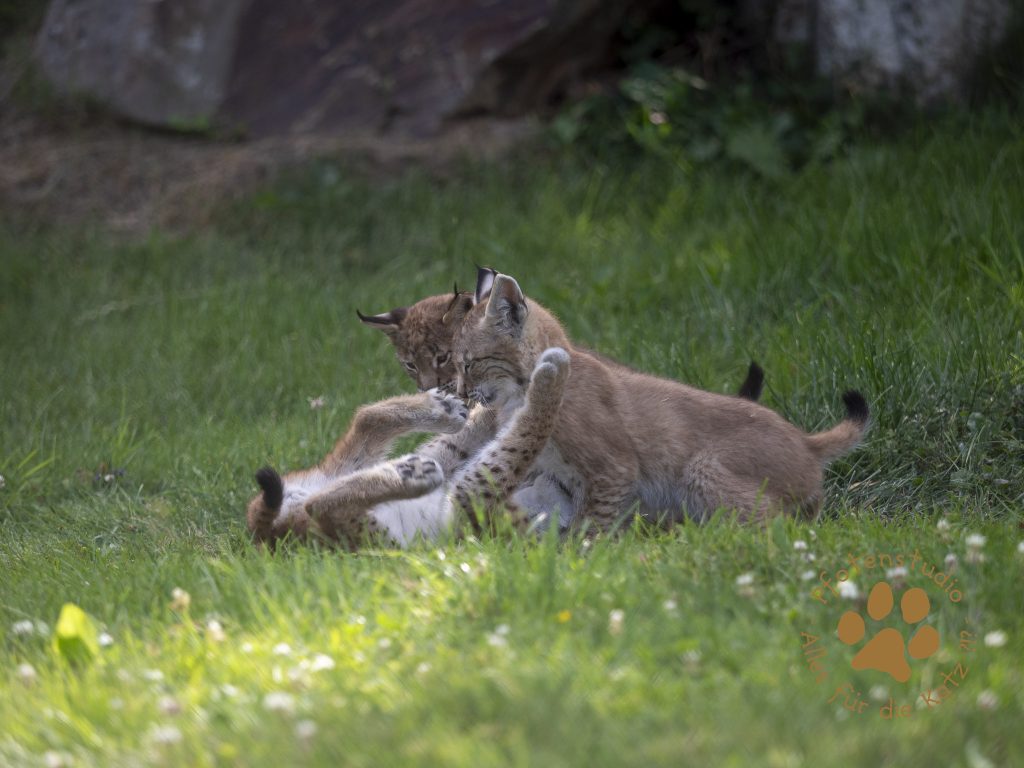 Europ_ischer_Luchs_7150044